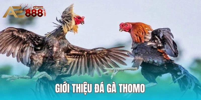 Giới thiệu về đá gà Thomo