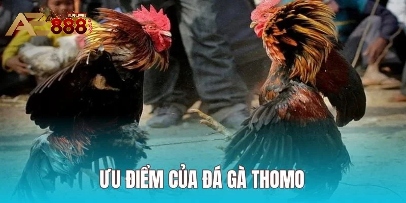 Những ưu điểm không thể xem nhẹ tại đá gà Thomo