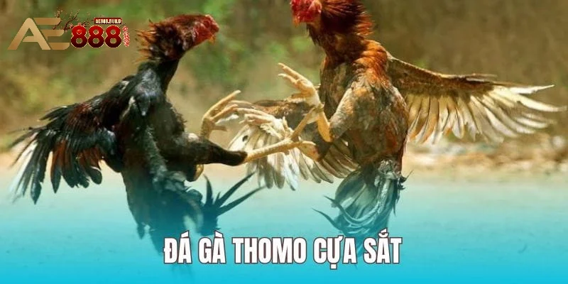 Top những siêu phẩm làm lên sức hút cho sân chơi đá gà Thomo